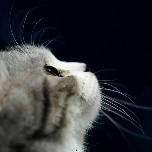 娱乐吃瓜君猫咪瘫痪